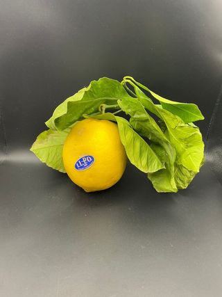 Limoni naturali Costiera