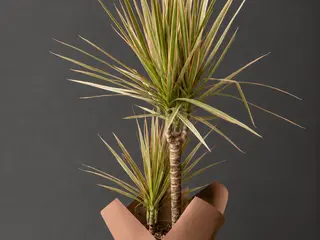 Dracena