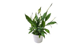 Spatifilum sa keramičkom saksijom