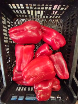 Pebrot vermell Lamuyo aprox 1 kg