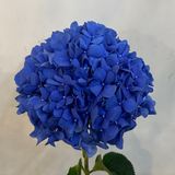 ჰოლანდიური ჰორტენზია