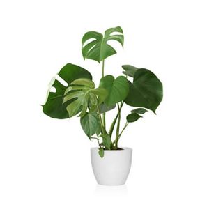 Monstera (Costilla De Adán)