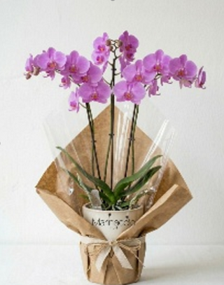 Phalaenopsis 45