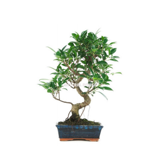 Bonsái Ficus Retusa 6 Años