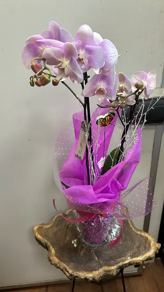 Orquídea Blanca