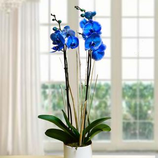 ORCHIDEA BLU