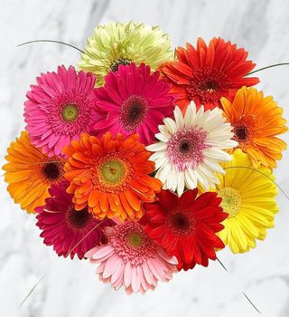 Gerbera mixt