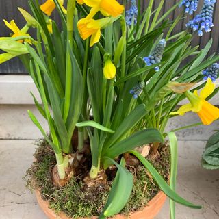 Ciotola di bulbi misti 