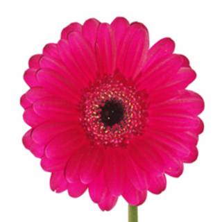 Gerbera Grande Rosa/Fucsia Flor Suelta (Nos son ramos/no bouquet)
