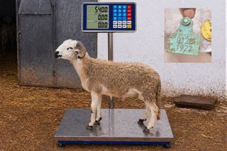 012811922 - 54 Kg