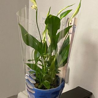 Спатефіліум 