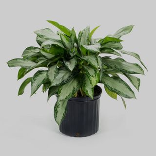 Plante AGLAONEMA SILVER