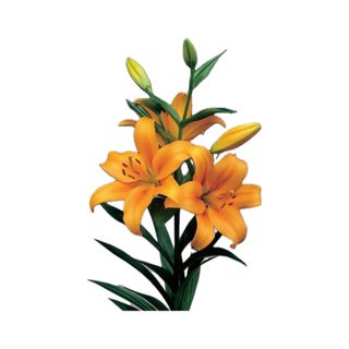 Lilium laranja unidade 