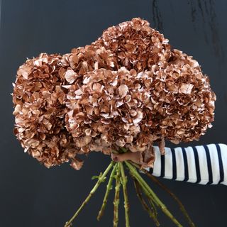 Hortensia Bronce (1 Tallo)