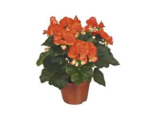 Бегония, Оранжева