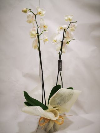 Orquídea Blanca Con Macetero