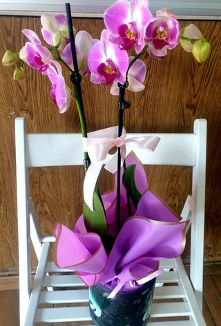 Phalenopsis  la ghiveci