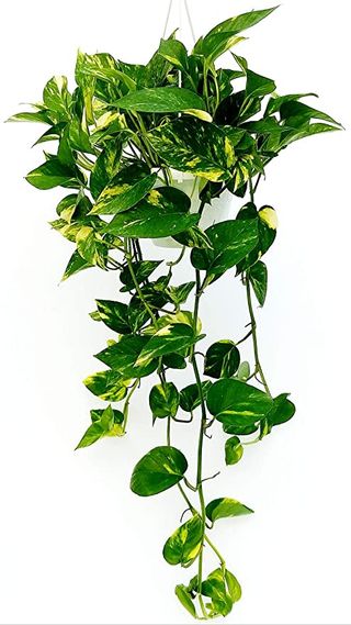 Pothos