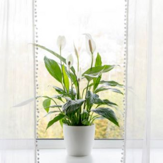 Spatyphyllum Con Macetero