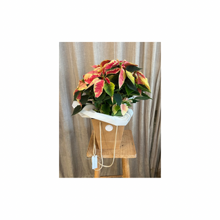 Flor de Pascua Rosa y Crema