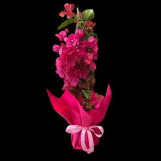 Bougainvillea (Floarea de hartie)