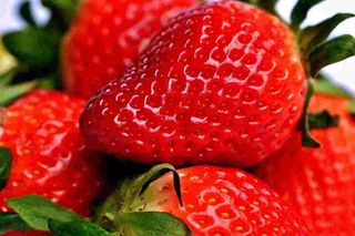 Fragole