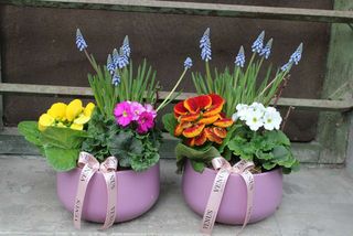 Aranjament cu plante mix