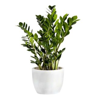 Zamioculcas
