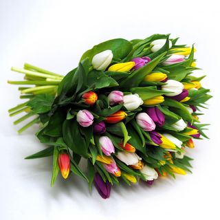 51 lalele multicolore 