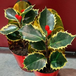 Dos acebos mini naturales