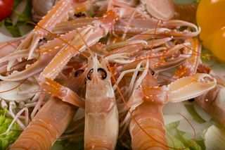 Škamp 3- Nephrops norvegicus NEP