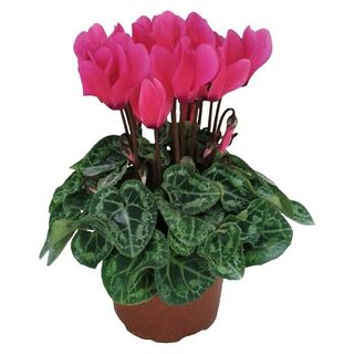 Cyclamen color según disponibilidad 