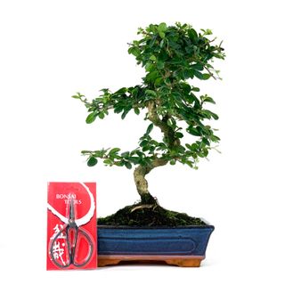 Pack Bonsái Carmona 10 años y Tijera china