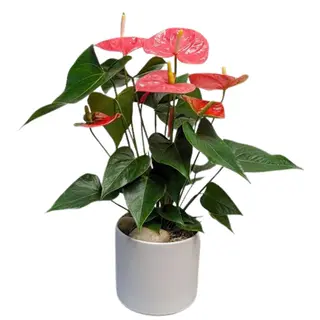 Anthurium – Exótico Y Sofisticado