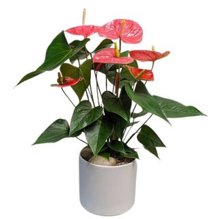 Anthurium – Exótico Y Sofisticado