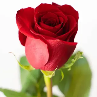 Rosa rossa 