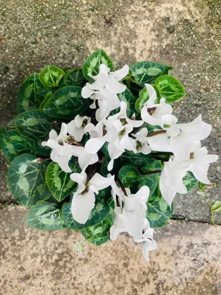 CICLAMINO BIANCA grande
