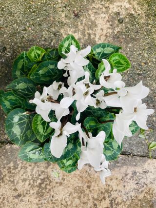 CICLAMINO BIANCA grande