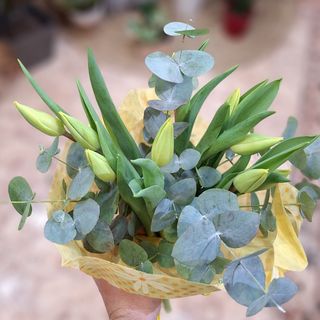 Ramillete 10 Tulipanes Amarillos "Alcazaba"