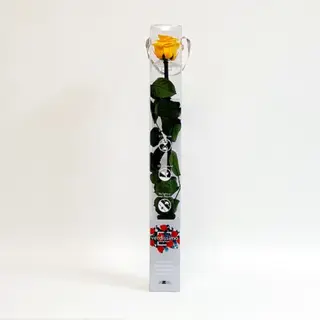 Una Rosa Amarilla Preservada