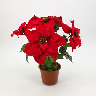 Stella di natale media