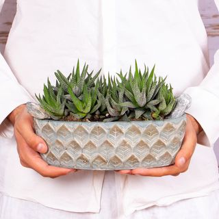 Terariu in vas ceramic cu aloe