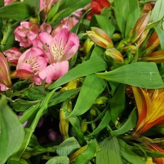 Buchet 11 Alstroemeria 