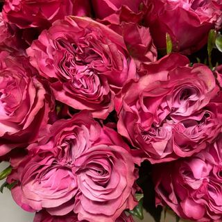 Троянда піоновидна 60 см