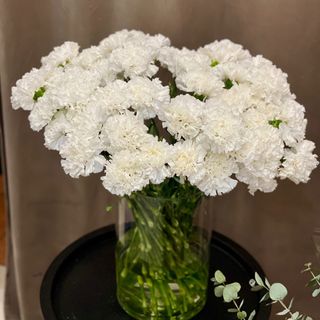 Діантус білий, штука 