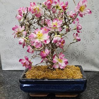 Bonsai 