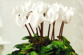 Ciclamino bianco