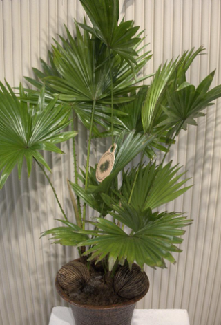 Palma Livistona  saksijska biljka