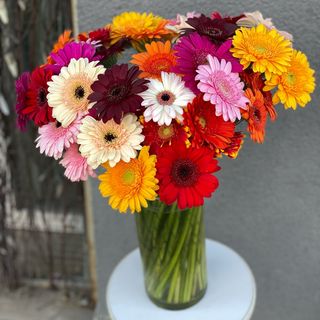 Гербера в ассортименті, 1 шт