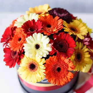 Cutie Medie cu Gherbere Mix Orange